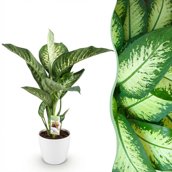 Dieffenbachia - Dieffenbachia Tropic Snow - Ø21cm - ↕90-100cm