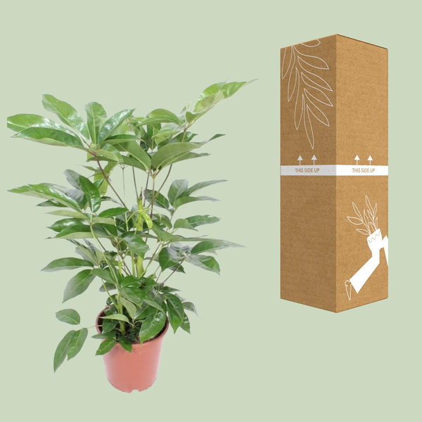 Vingerboom - Schefflera Actinophylla Amate - Ø24cm - ↕100cm