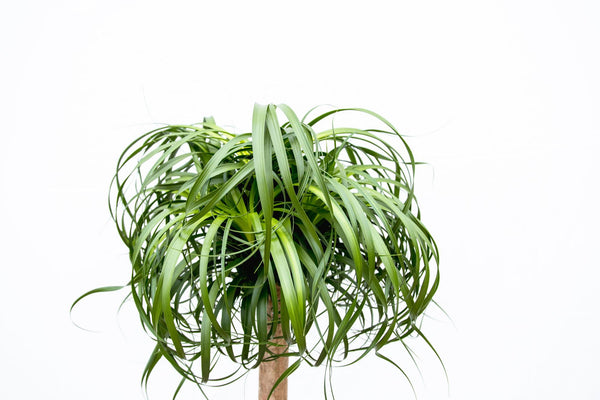 Beaucarnea XXL - ↕180cm