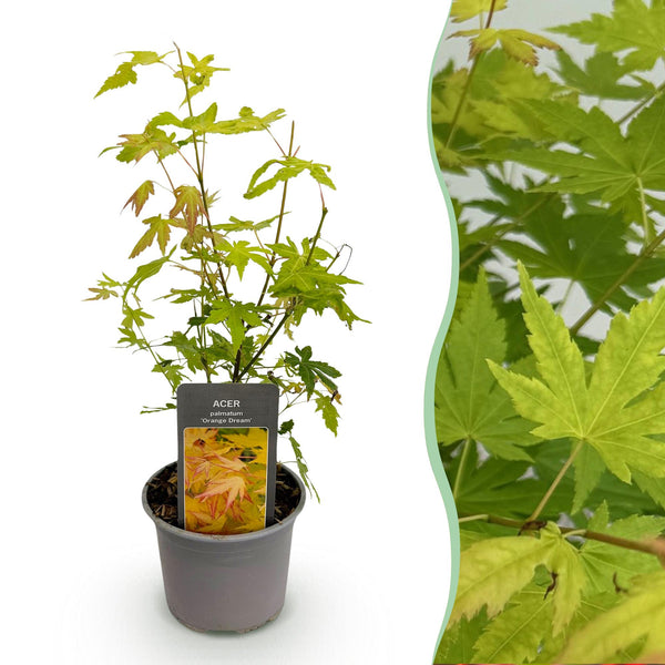 Japanse Esdoorn - Acer palmatum Orange Dream - Oranje - Ø12cm - ↕35cm