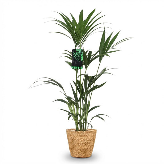 Kentiapalm - Howea forsteriana - Ø21cm - ↕120-130cm