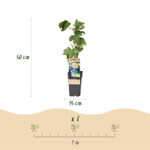 Druif - Vitis vinifera Regent - Ø15cm - ↕50cm