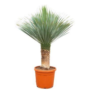 Palmlelie - Yucca Rostrata - ↕170cm