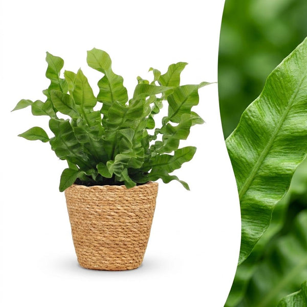 Tongvaren - Asplenium Crispy Wave - incl. mand - Ø12cm - ↕30cm