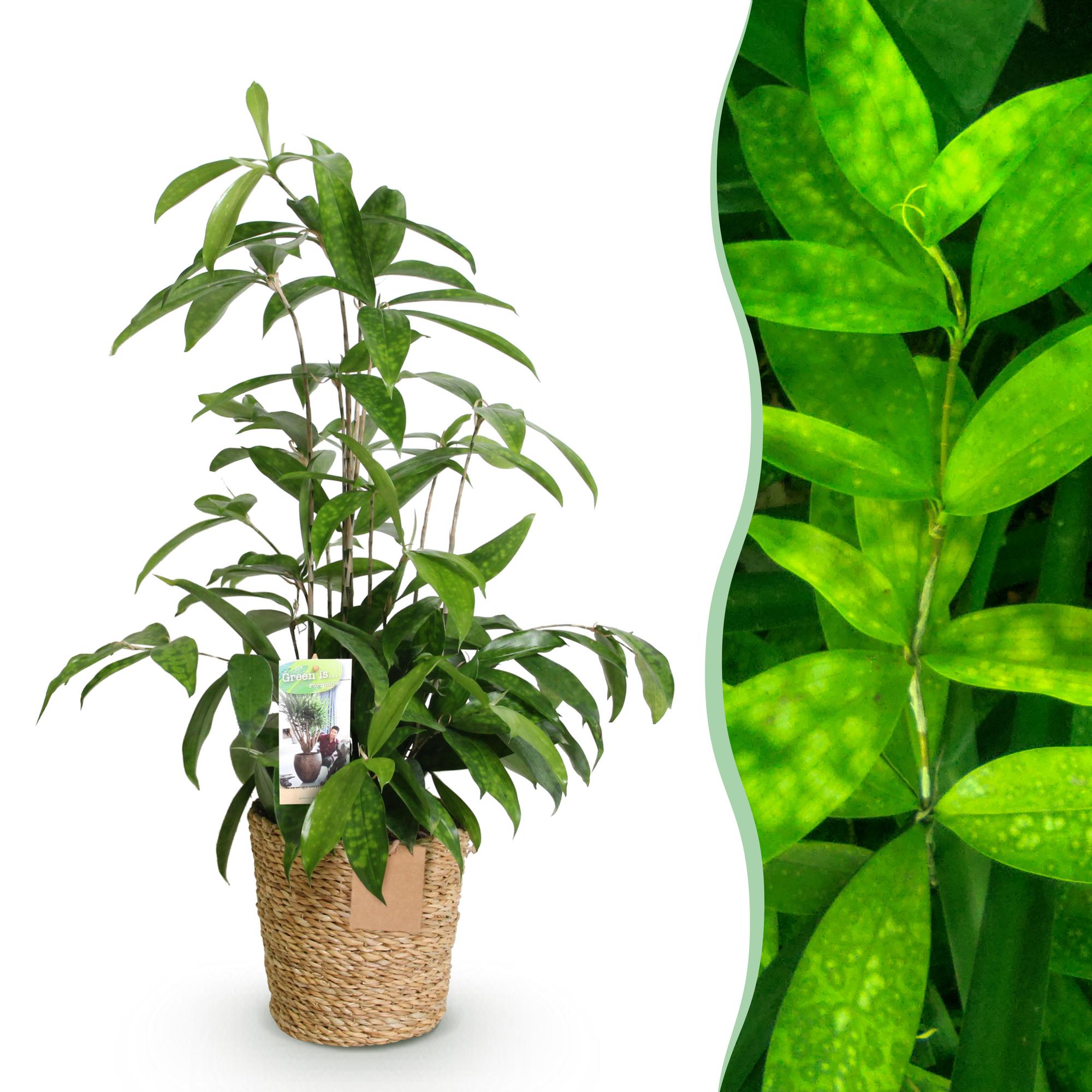 Drakenbloedboom - Dracaena surculosa - Ø17cm - ↕60-70cm