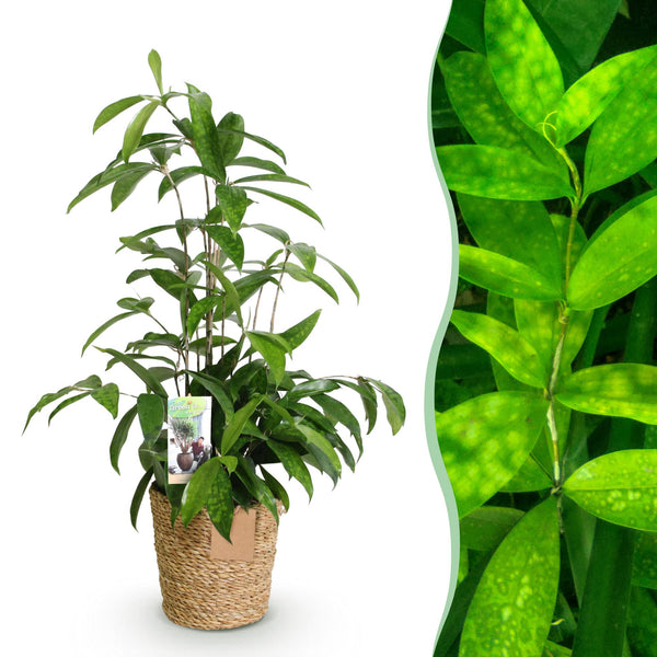 Drakenbloedboom - Dracaena surculosa - Ø17cm - ↕60-70cm