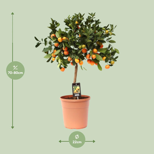 Calamondinplant - Citrus Calamondin - Ø22cm - ↕80cm