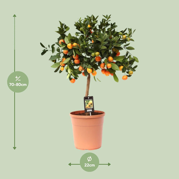 Calamondinplant - Citrus Calamondin - Ø22cm - ↕80cm