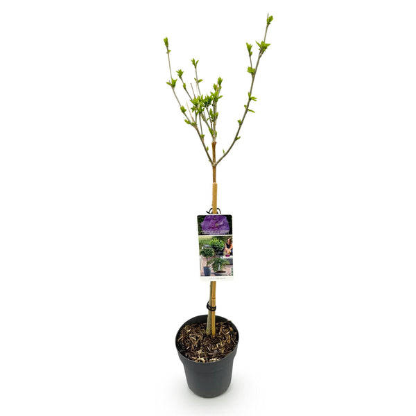 Hibiscus op stam - Hibiscus syriacus 'Lavender Chiffon' - lavendel - Ø19cm - ↕90cm