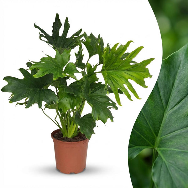 Philodendron Lickety split - Ø19cm - ↕70cm