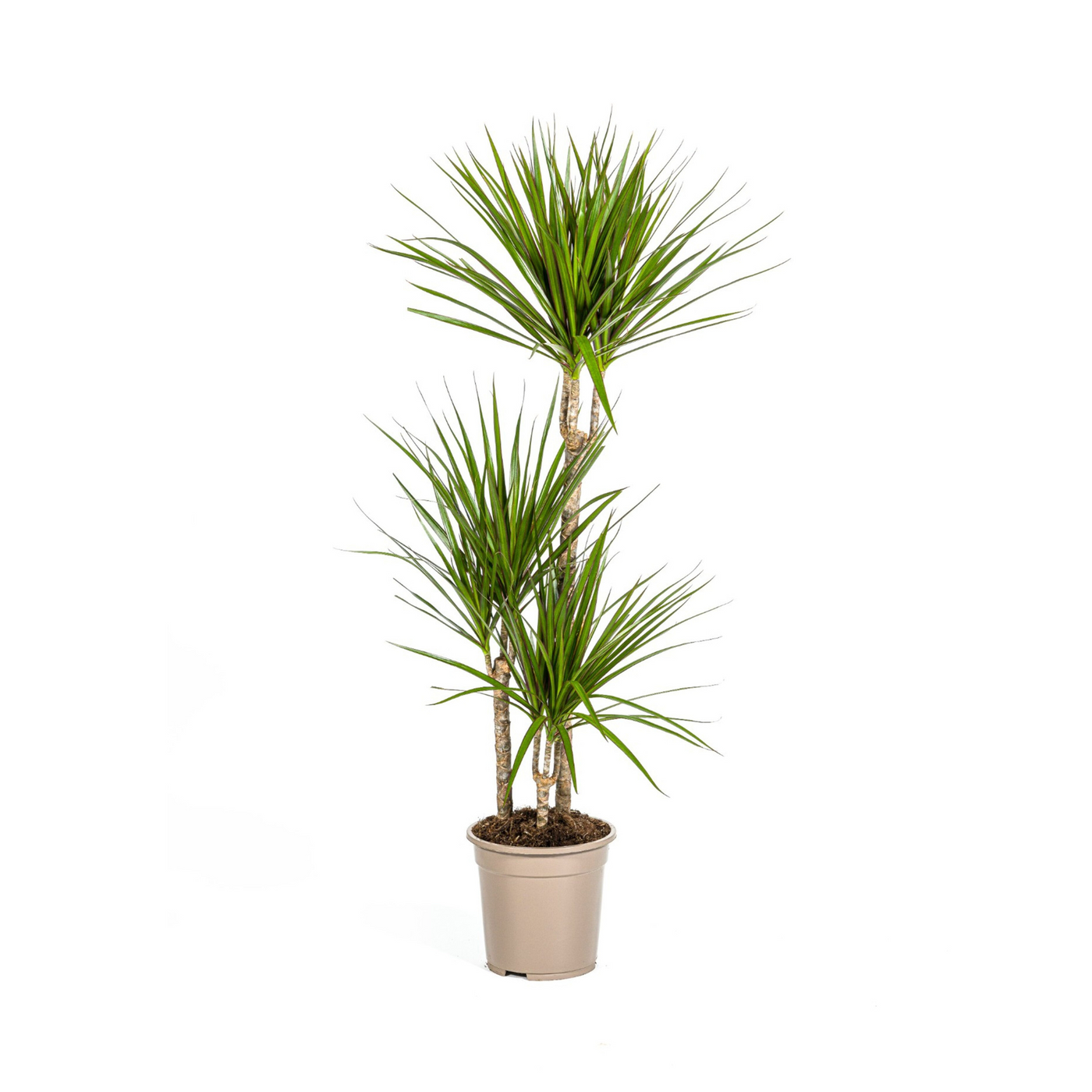 Drakenbloedboom - Dracaena marginata 'Green' - Ø21cm - ↕120cm