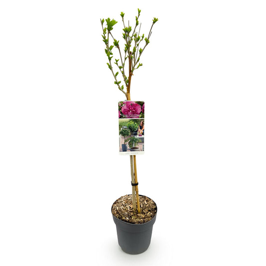 Hibiscus op stam - Hibiscus syriacus 'Magenta Chiffon' - magenta - Ø19cm - ↕90cm