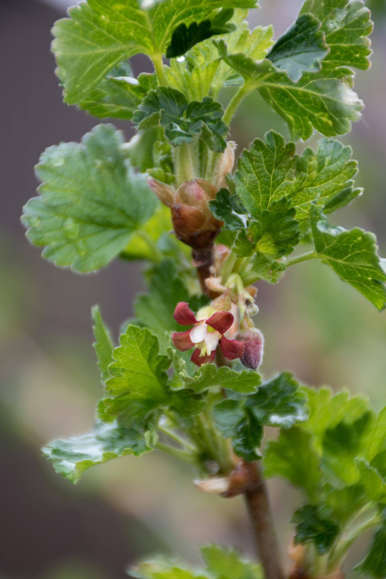 2x Kruisbes - Ribes EasycrispÂ® 'Lady Sun' - Ø13cm - ↕45cm