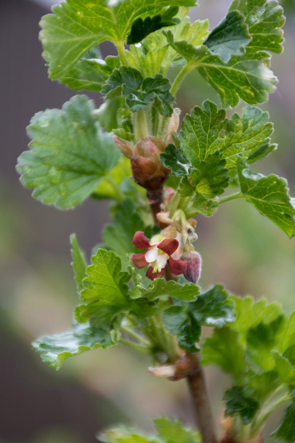 2x Kruisbes - Ribes EasycrispÂ® 'Lady Sun' - Ø13cm - ↕45cm