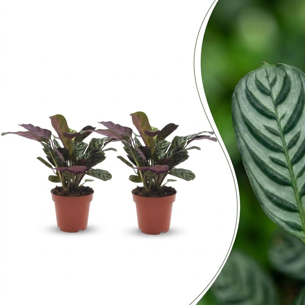 2x Ctenanthe Burle Marxii - Ø12cm - ↕30cm