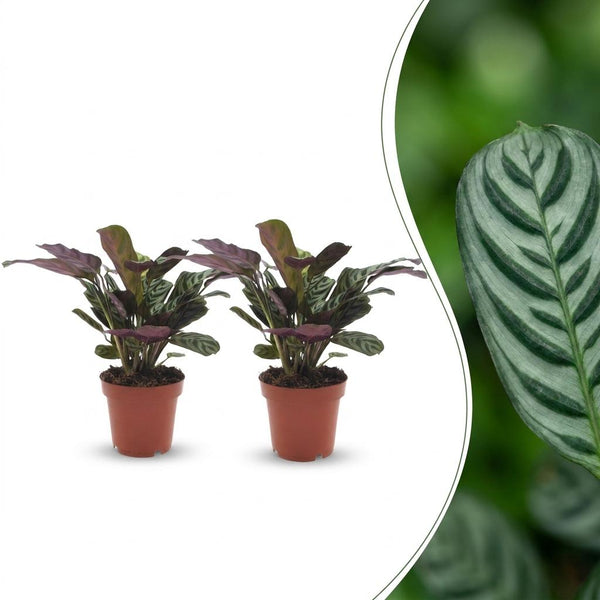 2x Ctenanthe Burle Marxii - Ø12cm - ↕30cm