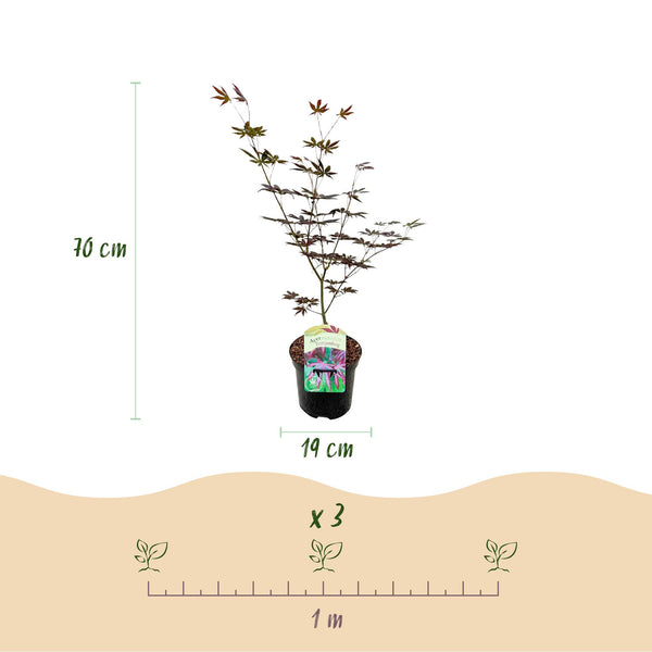 Japanse Esdoorn - Acer palmatum Trompenburg -Donker Paars - Ø19cm - ↕70cm