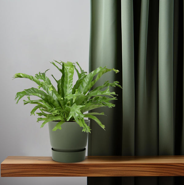 Tongvaren - Asplenium nidus Crissie - Ø17cm - ↕40cm