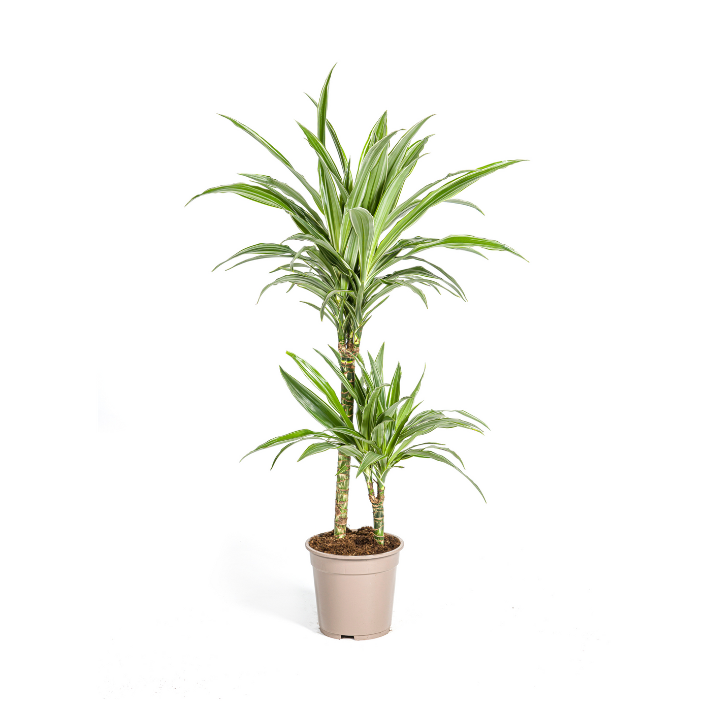 Drakenbloedboom - Dracaena deremensis 'White Stripe' - Ø19cm - ↕80cm