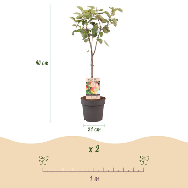 Appelboom - Malus domestica 'Jonagold' - Ø21cm - ↕90cm