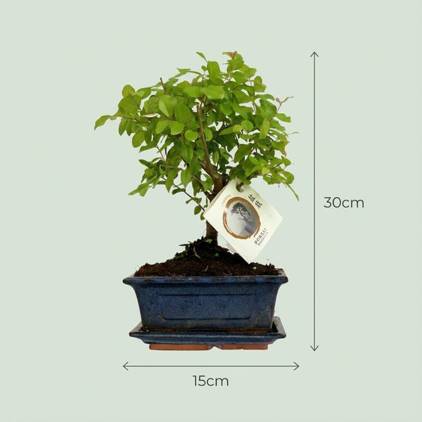 Bonsai Bol vorm - ↕25-30cm