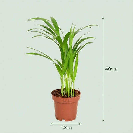 Arecapalm - Dypsis lutescens - Ø12cm - ↕40cm