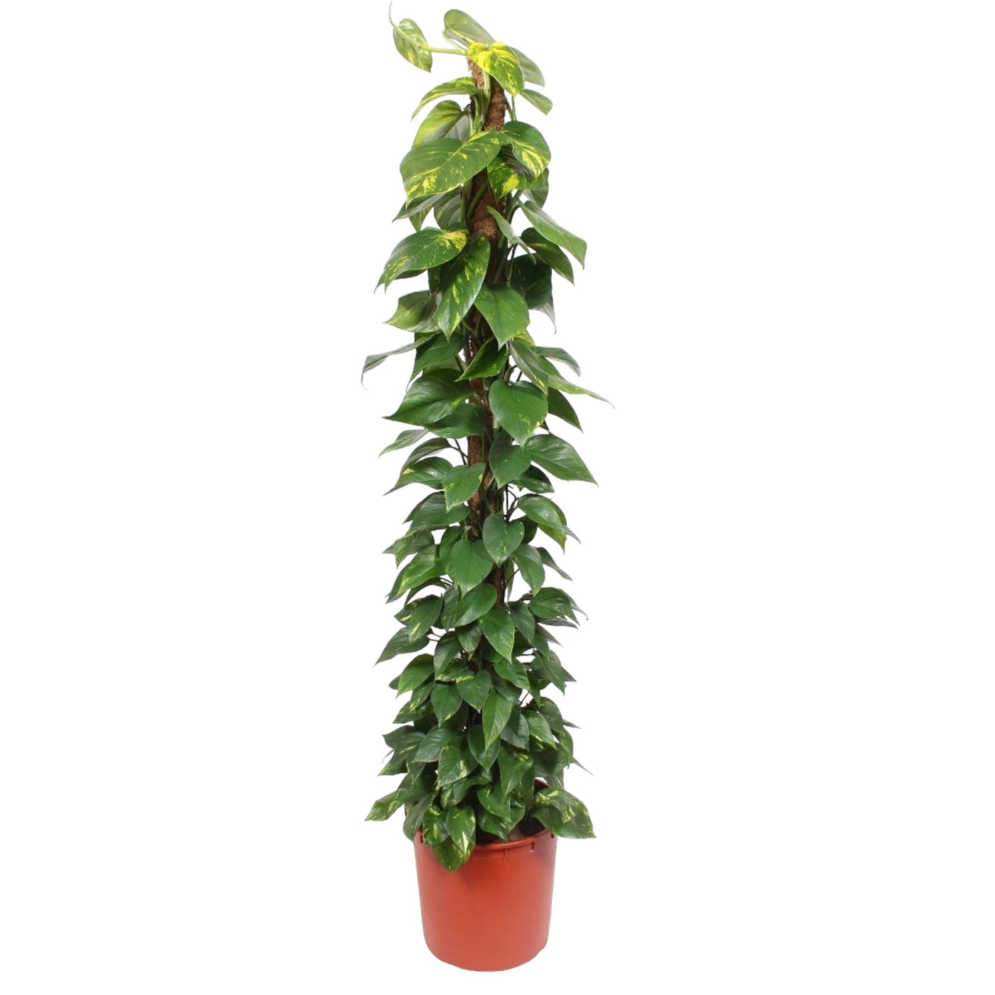 Pothos - Epipremnum aureum - ↕180cm