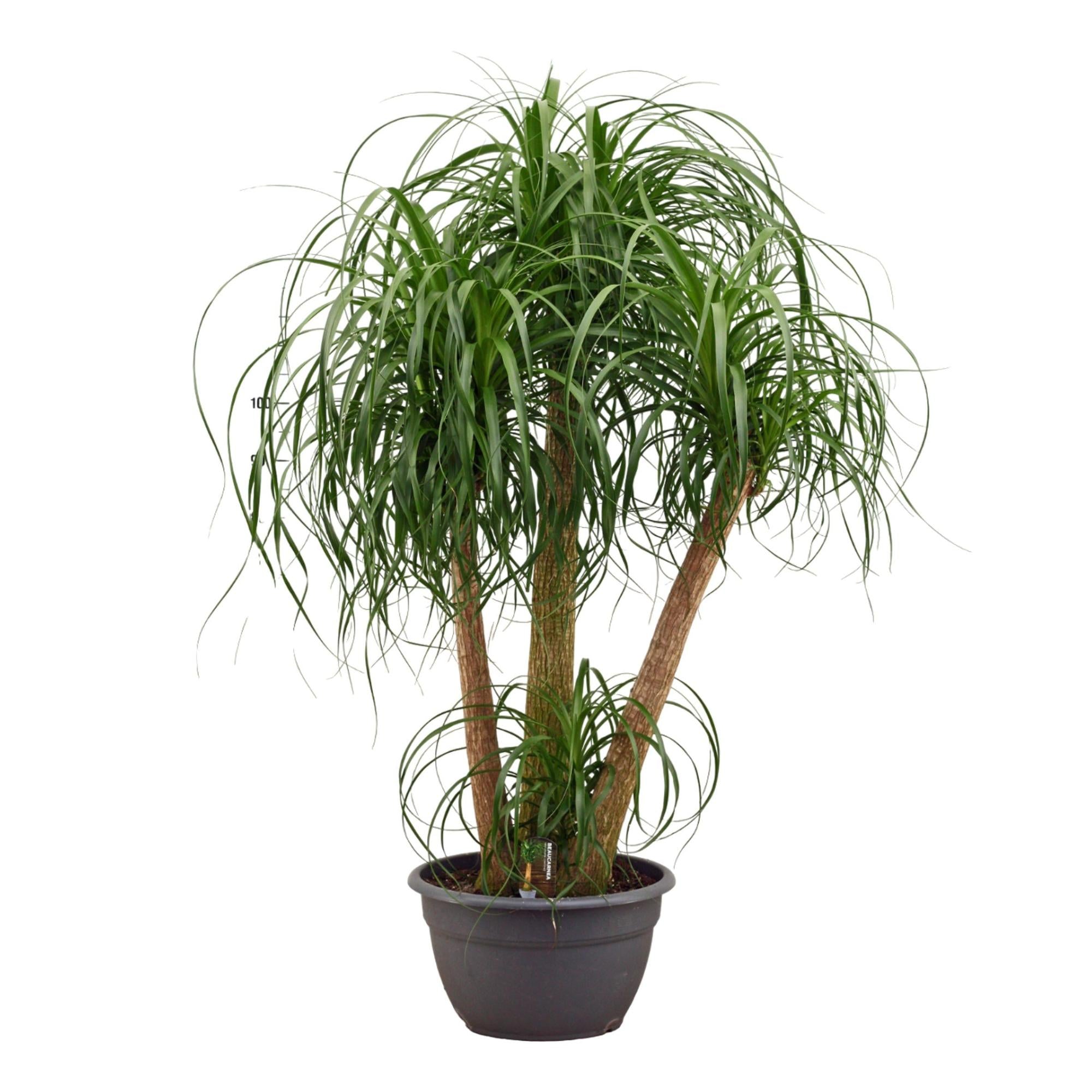 Beaucarnea multi stam - ↕130cm