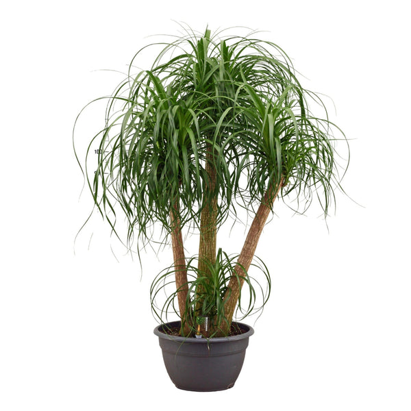 Beaucarnea multi stam - ↕130cm