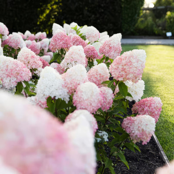 Pluimhortensia - Hydrangea paniculata 'Living Pink & Rose' - Ø12cm - ↕20-30cm
