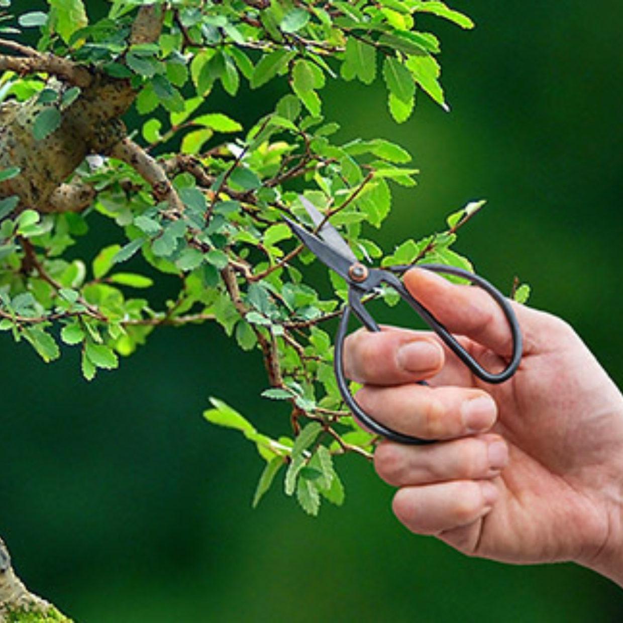 Bonsai shears L