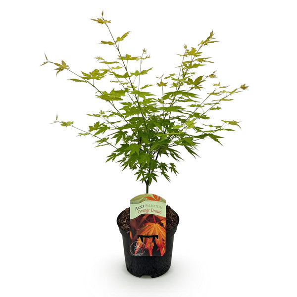 Japanse Esdoorn - Acer palmatum Orange Dream - Oranje - Ø19cm - ↕70cm