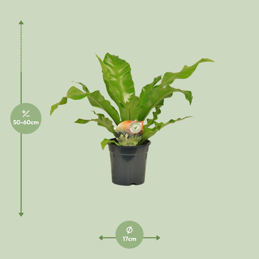 Tongvaren - Asplenium nidus - Ø17cm - ↕60cm