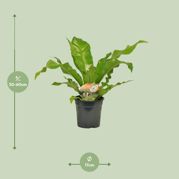 Tongvaren - Asplenium nidus - Ø17cm - ↕60cm