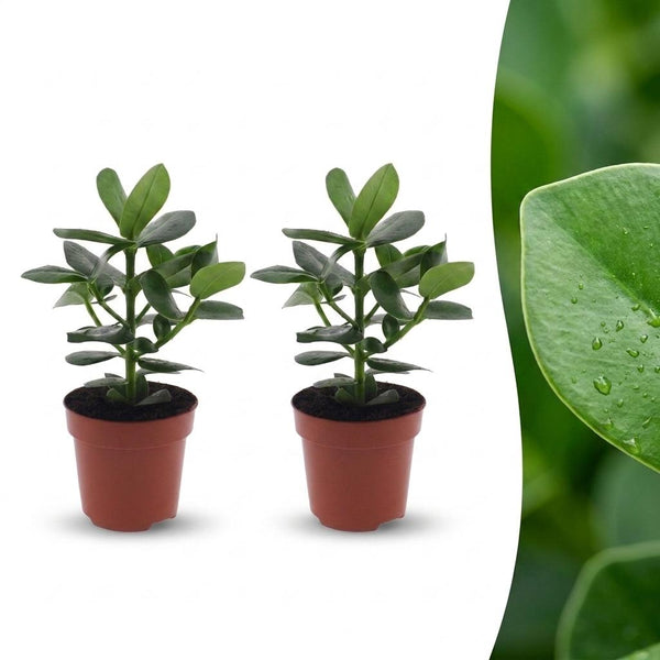 2x Clusia - Clusia rosea 'Princess' - Ø12cm - ↕40cm