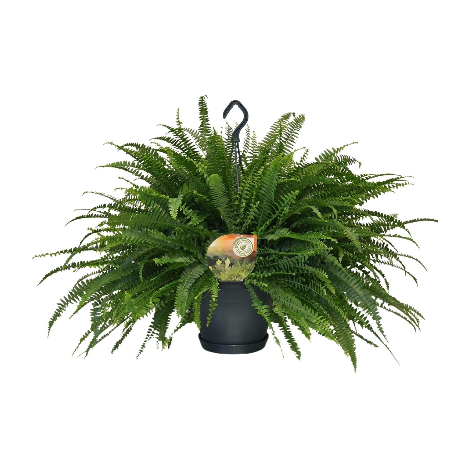 Hangende Varen - Nephrolepis Green Lady - Ø20cm - ↕60cm