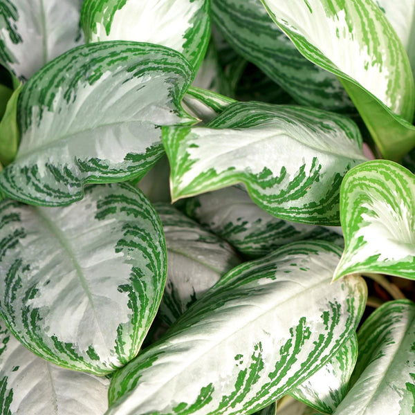 Zilverblad - Aglaonema Silver Bay - Ø17cm - ↕70-75cm