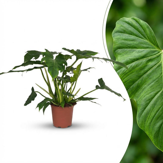 Philodendron Lacerum - Ø19cm - ↕65cm