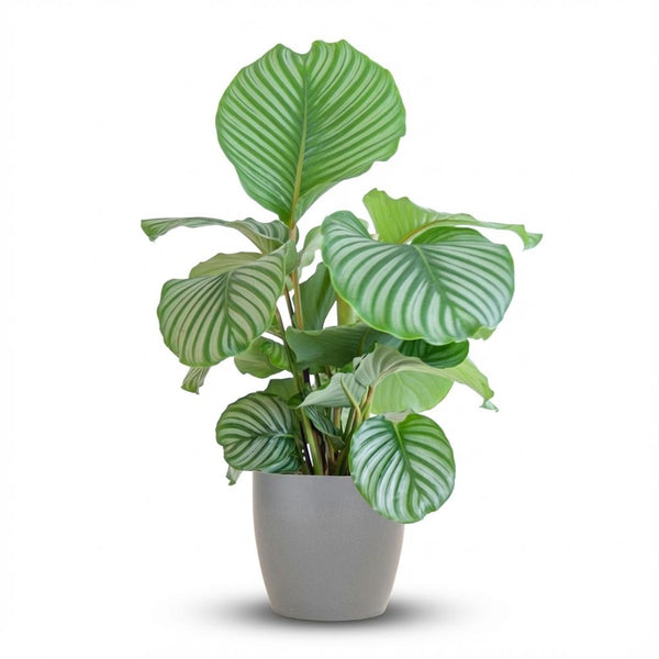 Calathea Orbifolia - incl. Pot - Grijs - Ø21cm - ↕65cm