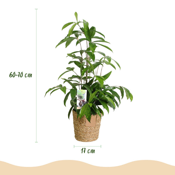 Drakenbloedboom - Dracaena surculosa - Ø17cm - ↕60-70cm