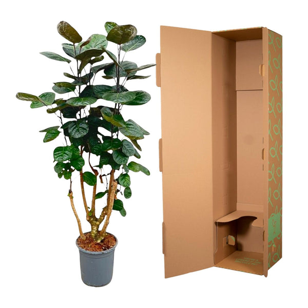 Polyscias Fabian - Ø24cm - ↕100cm