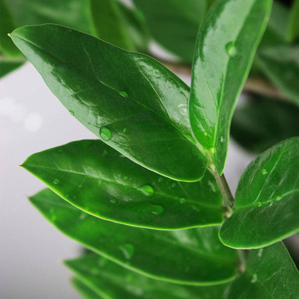 ZZ-plant - Zamioculcas - Ø21cm - ↕80-90cm