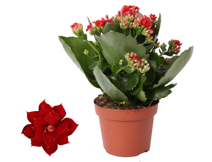 Kalanchoe - Kalanchoe Rosalina Don Justino - rood - Ø12cm - ↕27cm
