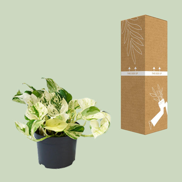 Pothos - Epipremnum aureum 'Happy Leaf' - Ø12cm - ↕15cm