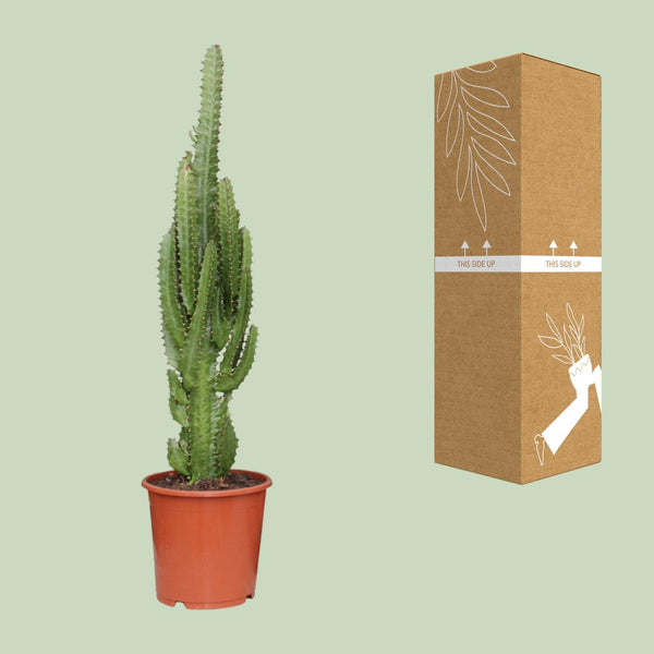 Wolfsmelk - Euphorbia trigona - Ø17cm - ↕70cm