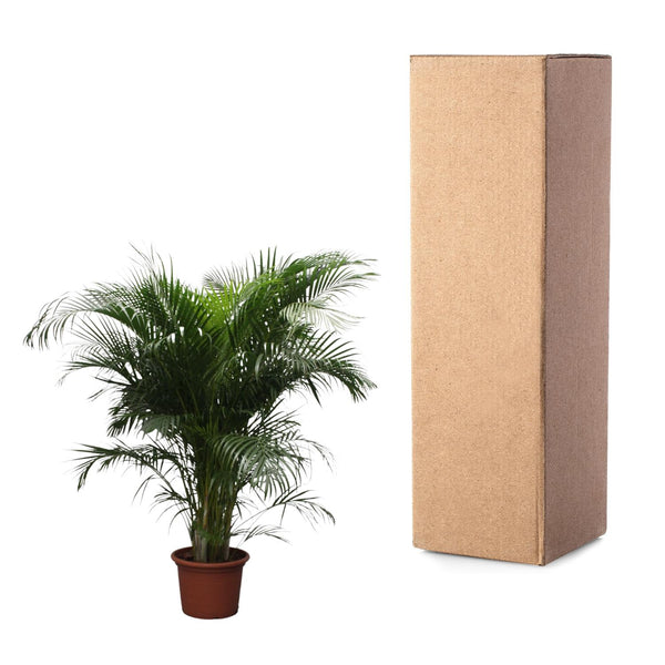 Arecapalm - Dypsis lutescens - Ø40cm - ↕230cm