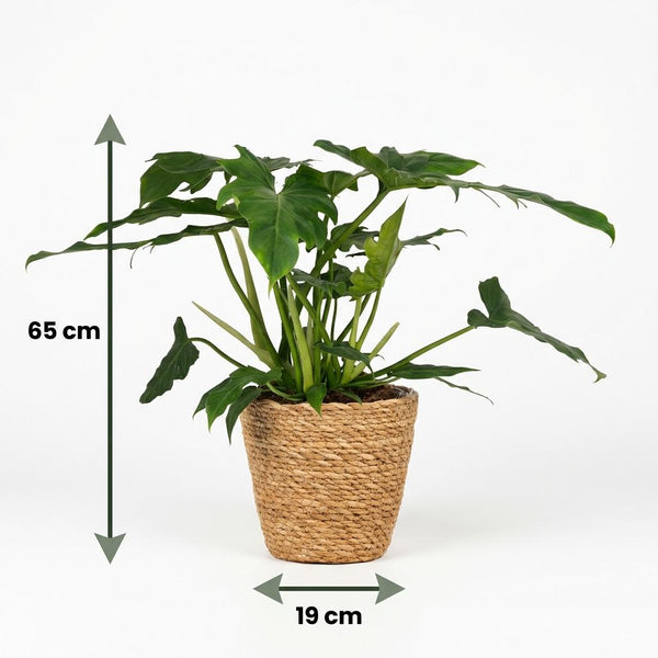 Philodendron Lacerum - Ø19cm - ↕65cm
