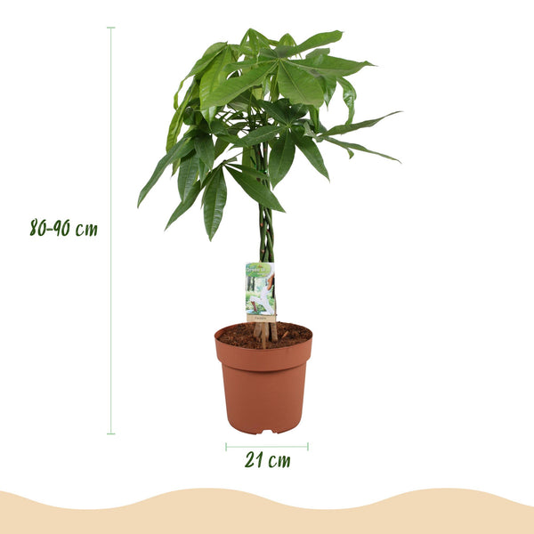 Geldboom - Pachira aquatica gevlochten stam - Ø21cm - ↕80-90cm