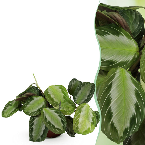 Gebedsplant - Maranta Fascinator Silverband - Ø12cm - ↕25cm