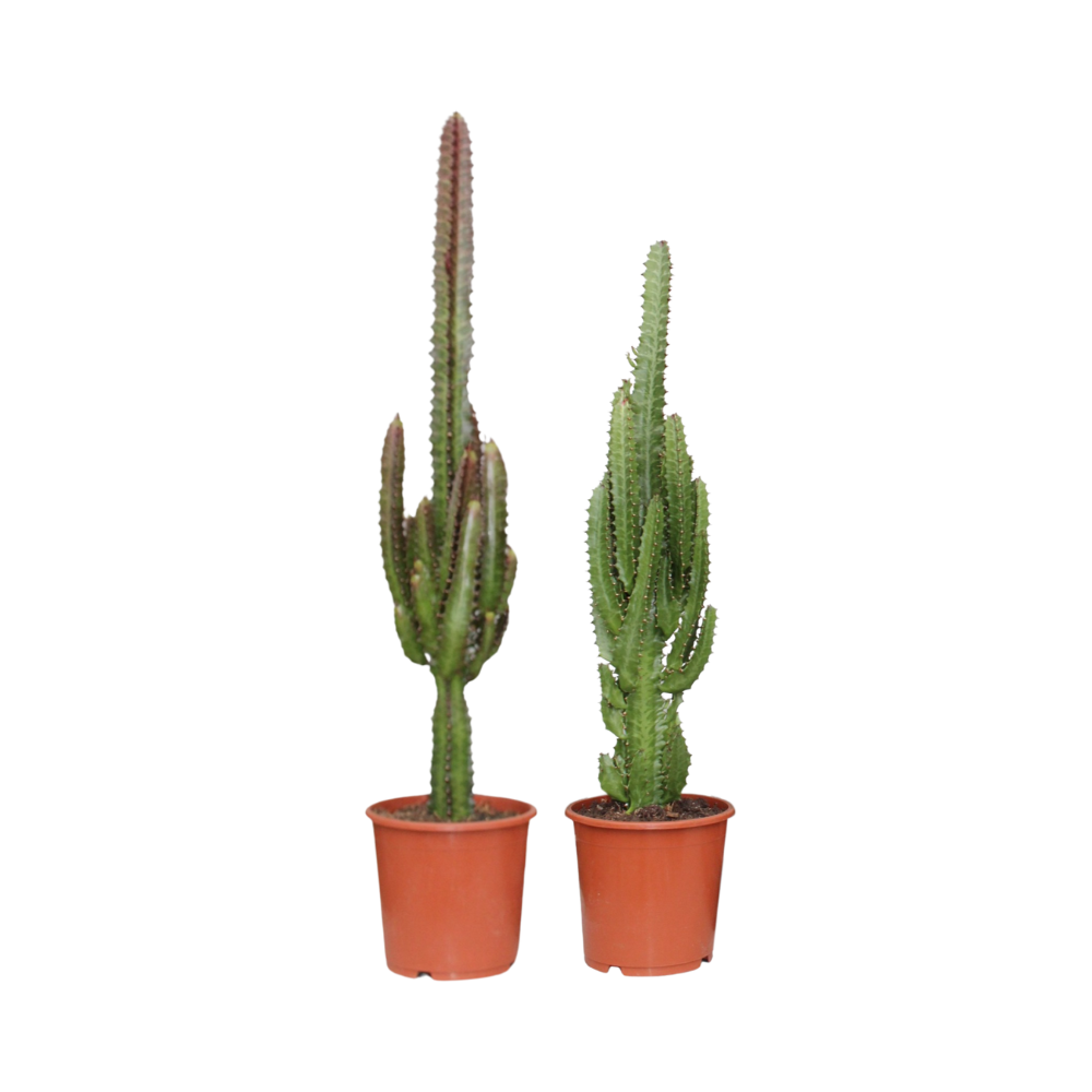2x Wolfsmelk - Euphorbia lactea Cristata rood - Ø17cm - ↕75cm